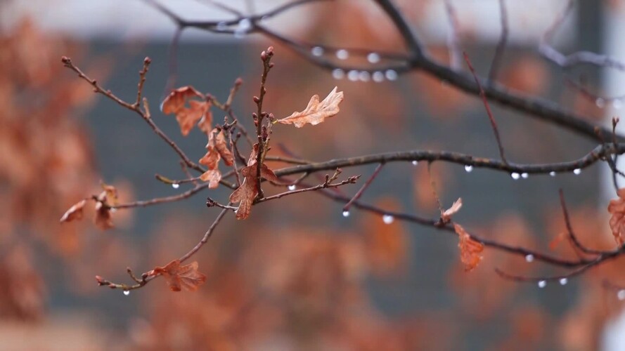 14830989 1920 1080 25fps